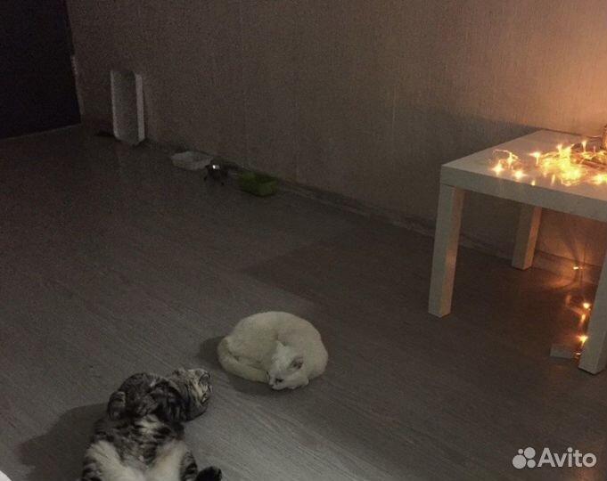 Котята британцы/шотланские