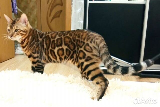Бенгальский кот вязка