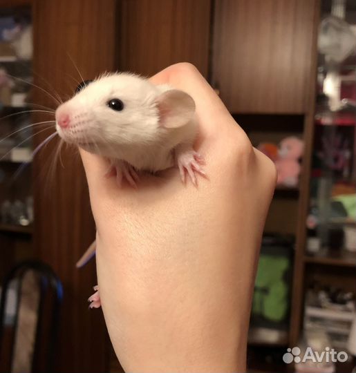 Крысята сиамские дамбо