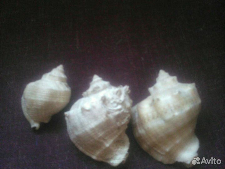 3шт Морские ракушки раковины