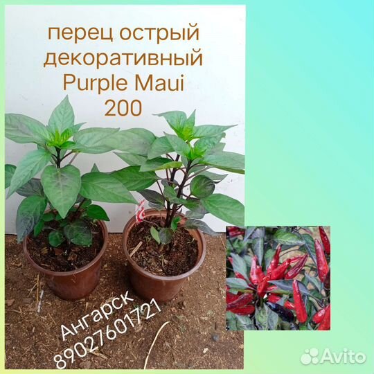 Перчики острые декоративные