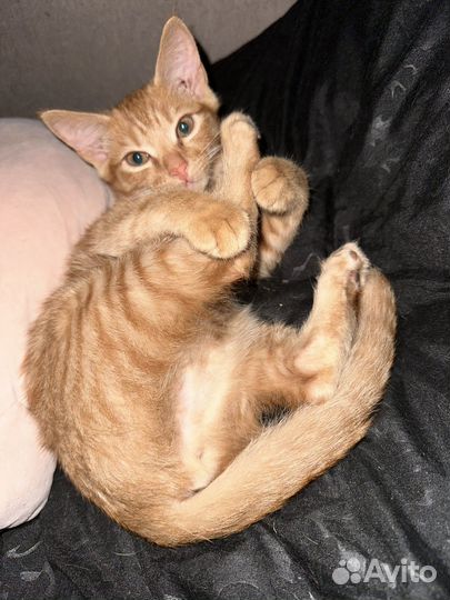 Кошка в дар