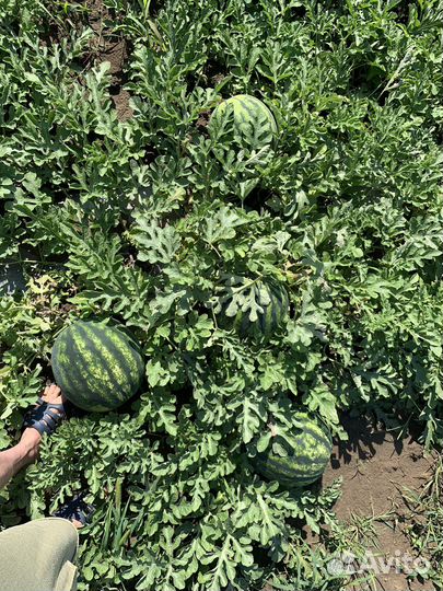 Арбуз Оптом