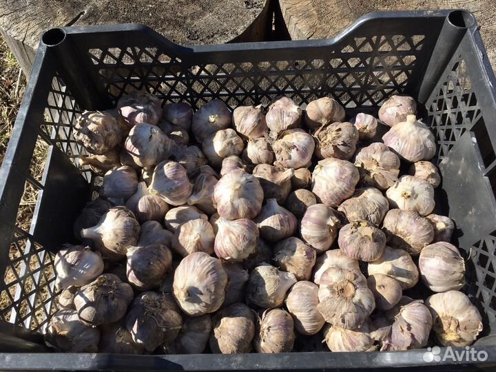 Чеснок зимний