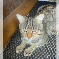 Потерялся кот, Советск