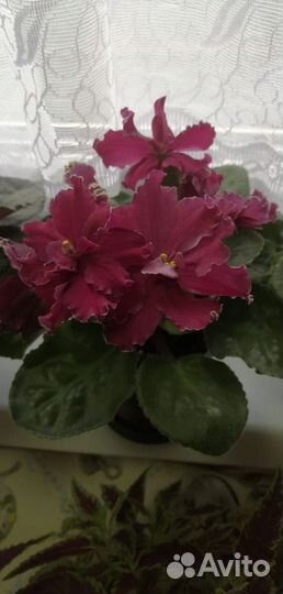 Фиалки сортовые