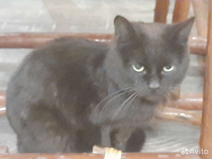 Котики и кошечки в добрые руки