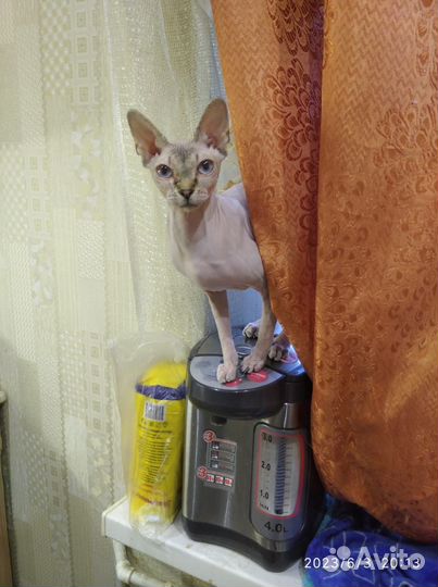 Передержка домашних животных