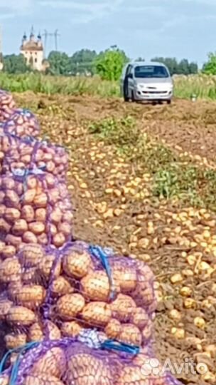 Продовольственный картофель сорт Галла