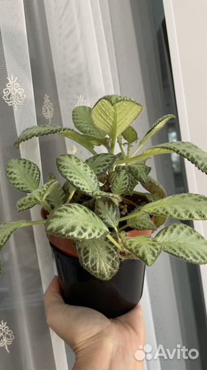 Комнатные- традесканция, аглаонема, клеродендрум