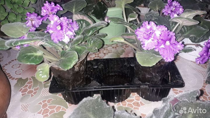 Алоэ вера, фиалки, денежное дерево и др