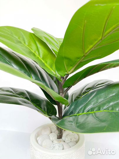 Искусственный фикус лирата