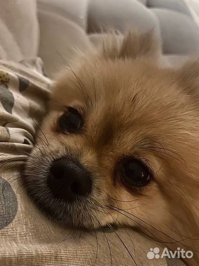 Шпиц немецкий девочка