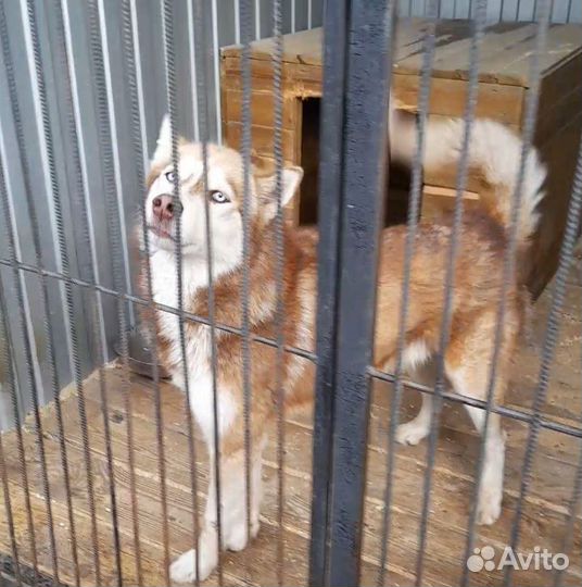 Хаски бесплатно