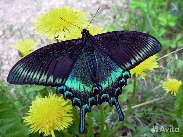 Детская Миниферма Тропических Бабочек ф/б-106