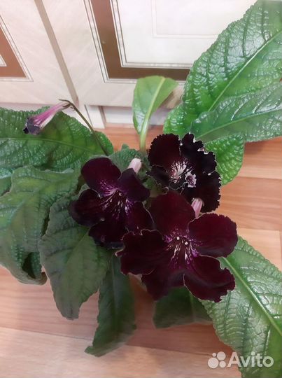 Стрептокарпусы. Детки