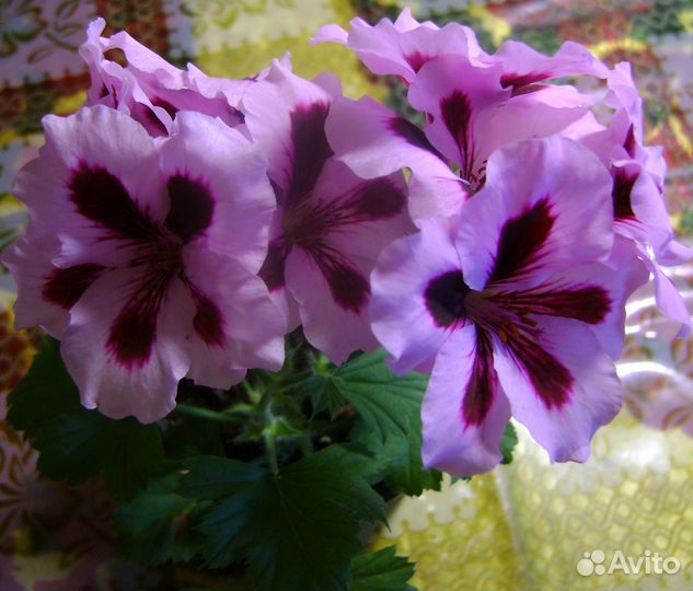 Королевские, плюшелистные пеларгонии