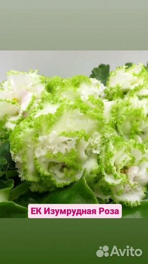 Цветущие фиалки