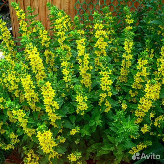 Садовые цветы