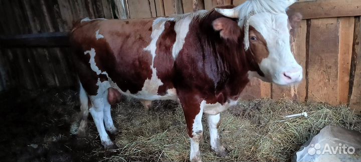 Бык сементал