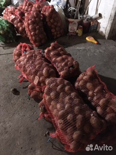 Продам картошку