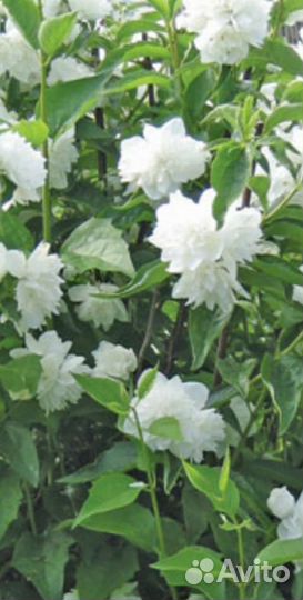 Жасмин уличный