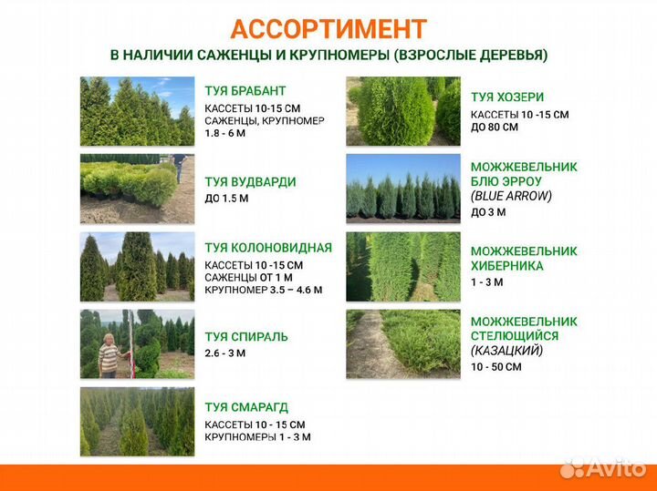 Лиственные деревья от производителя