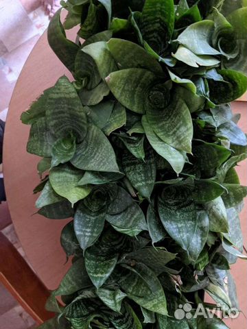 Сансевиерия ханни