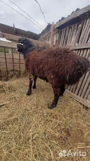 Козел альпийский