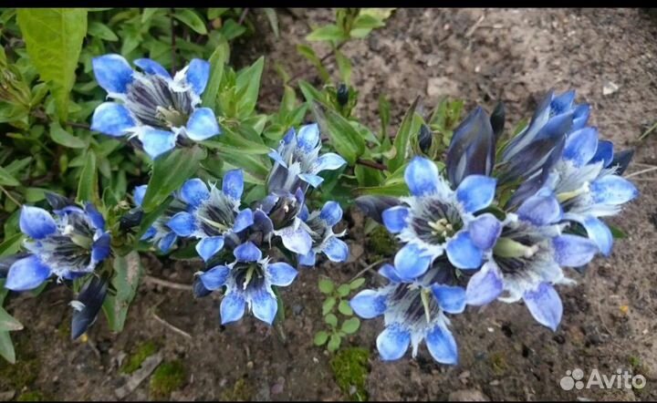 Горечавка семираздельная