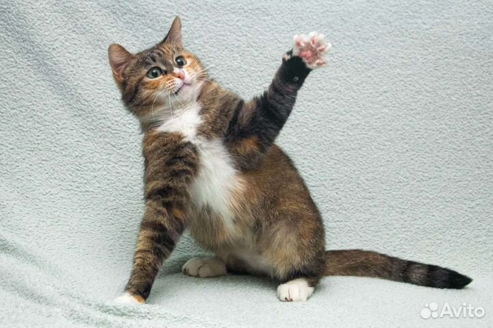 Трехцветная кошка