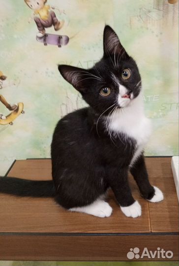 Коты,кошки, котята