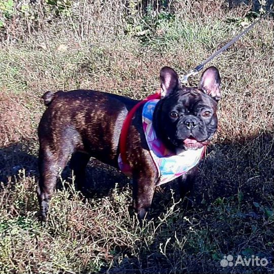 Французский бульдог девочка