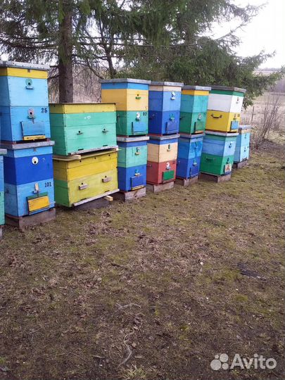 Пчелы и улья