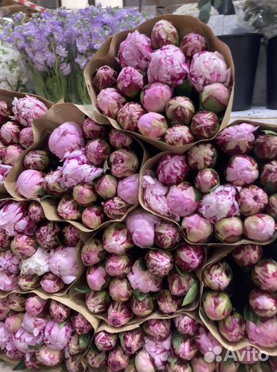 Пионы с доставкой