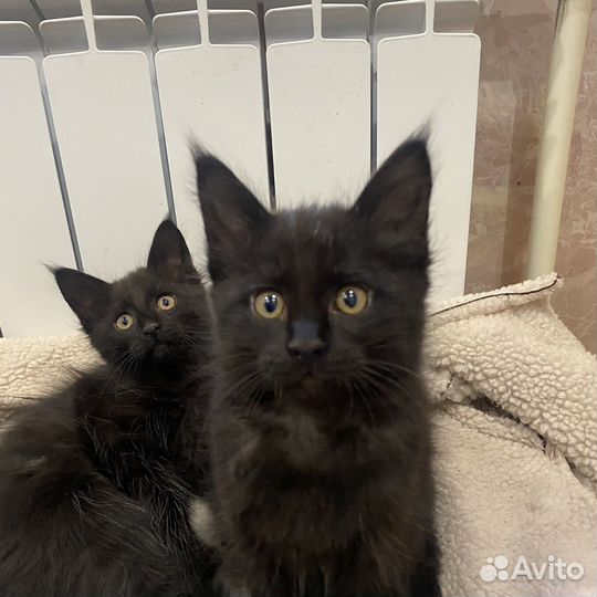Котята мейн-кун