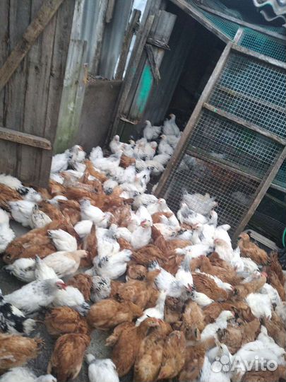 Куры молодки