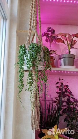 Крестовник роули