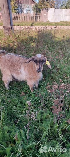 Козлята