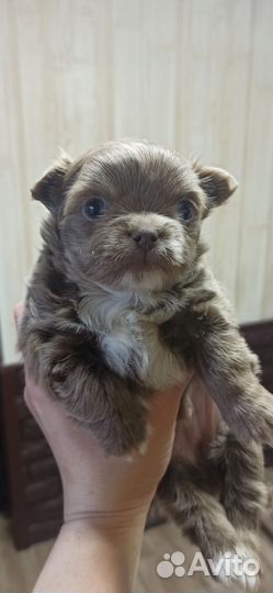 Щенки чихуахуа длинношерстные