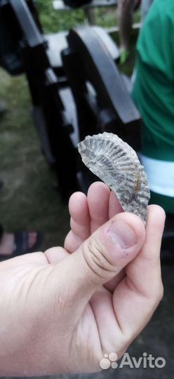 Окаменелости аммониты