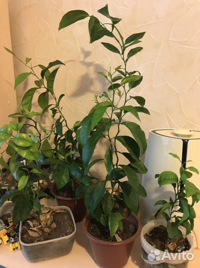 Лимон осталось 2 шт