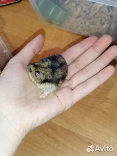 Джунгарский хомяк