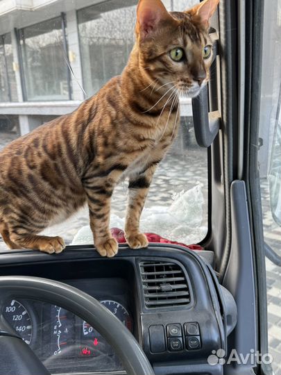 Бенгальский кот