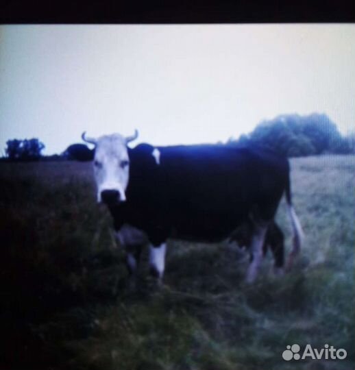 Корова