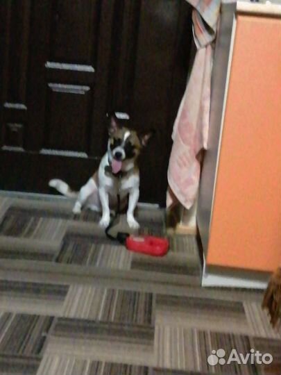 Собака в добрые руки отдам бесплатно