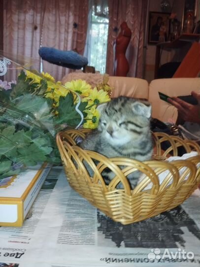 Шотландская