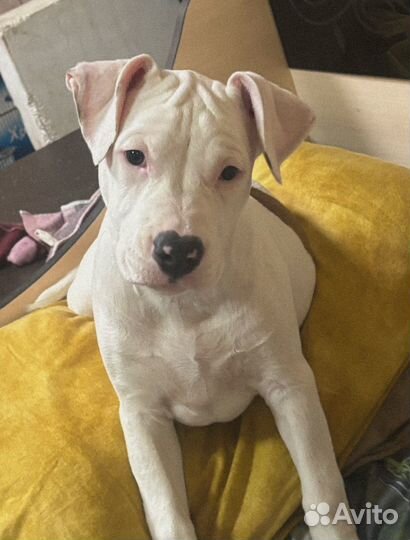 Щенок амстаффа