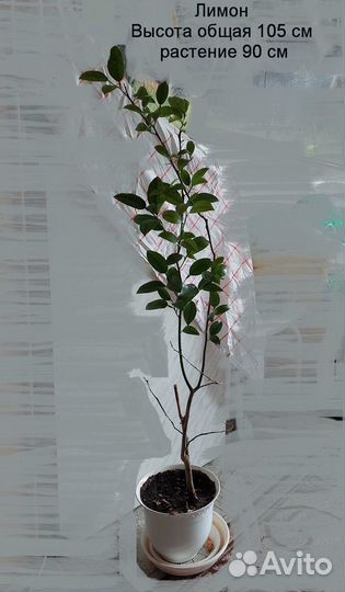 Комнатные растения лимон