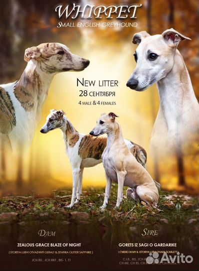 Презентация собак